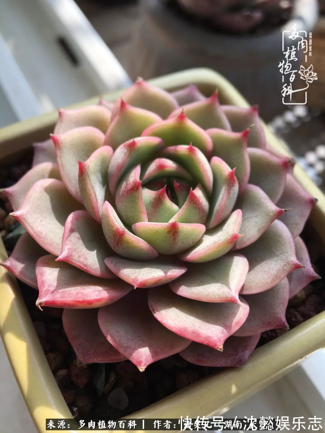 阳台党|邂逅多肉,爱折腾的阳台党,总能收获简单纯粹的快乐!