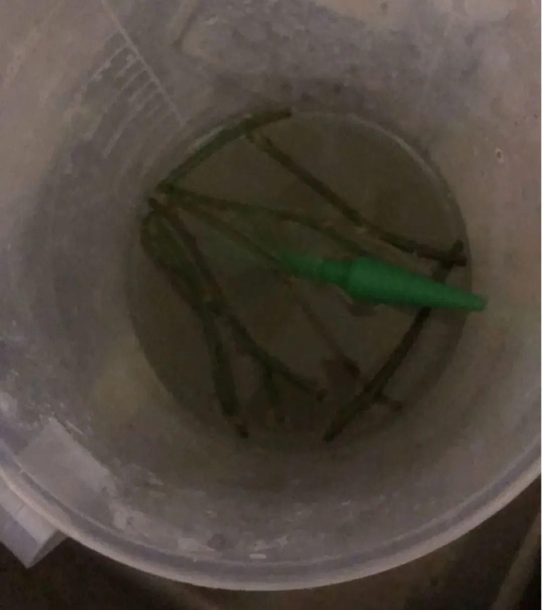 塑料瓶|旧筷子、老干妈瓶别扔,拿来养花效果好,省下一笔养花钱