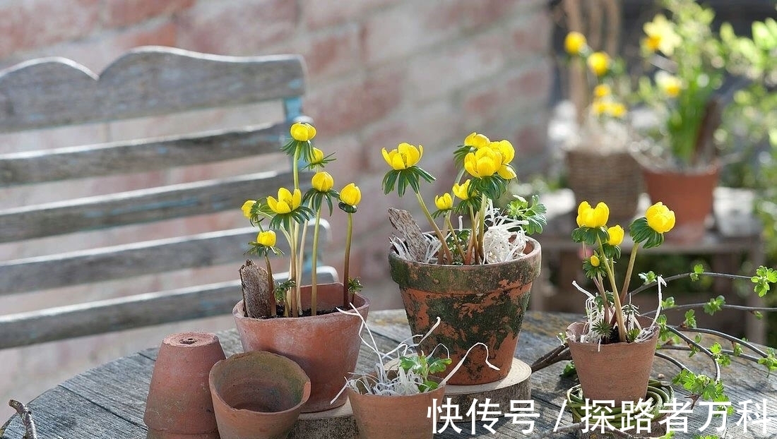 在寒冷的冬春时节灿烂开花的8种观赏花卉,可露养户外,打理简单