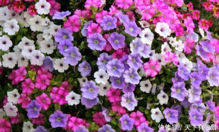 4种花,堪称“开花机器”,花期长、花量大,好养活还不贵