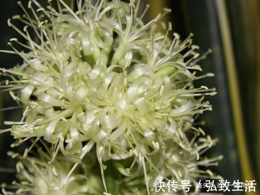 隔壁大爷家的虎皮兰竟然开花了原来是这样养的！怪得到我家没开