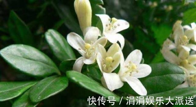 满屋|此花香气袭人，放阳台、放卧室、放卫生间，放哪儿都会满屋飘香！