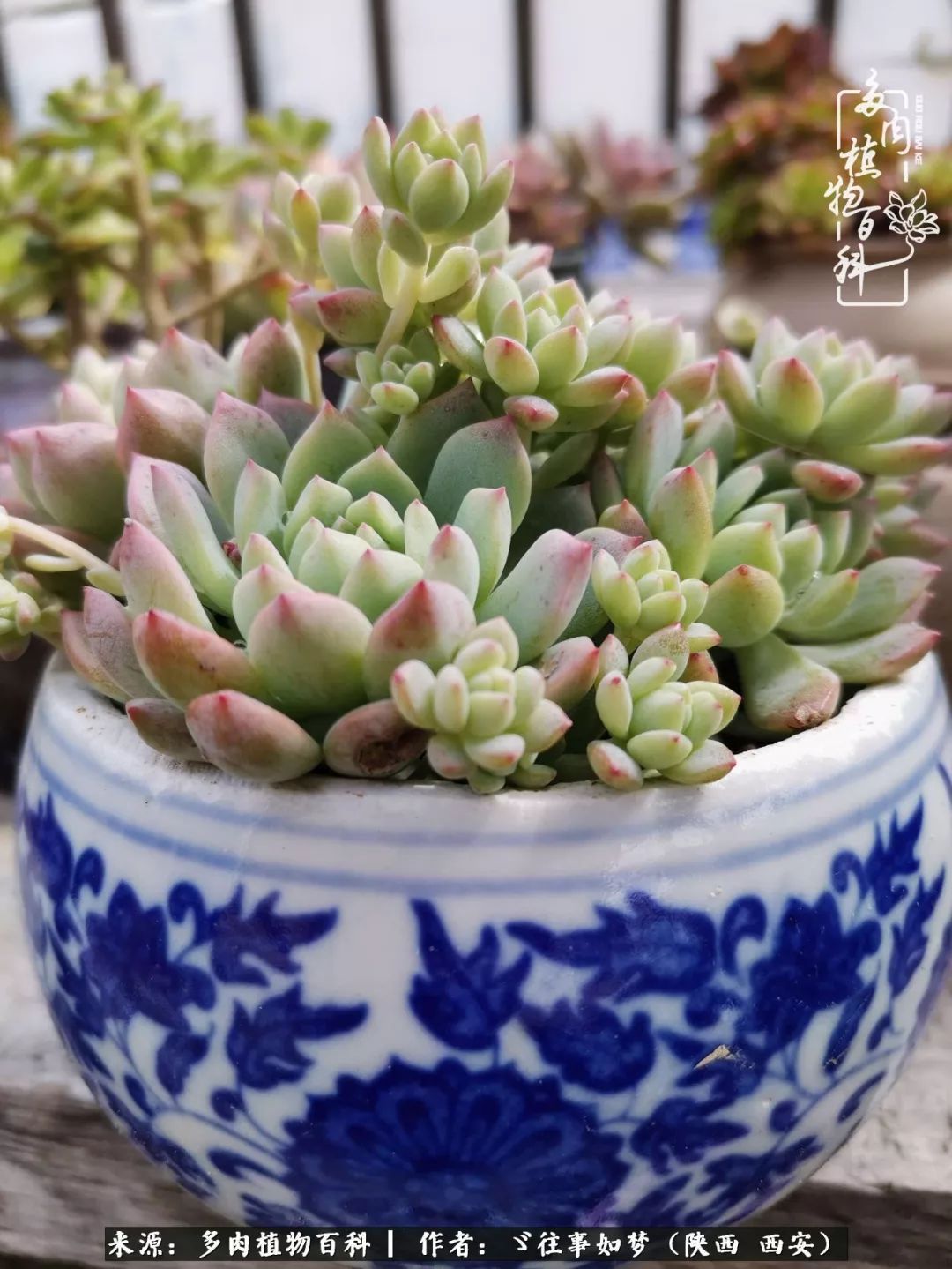 愿你付出甘之如饴,愿你所得归于欢喜!