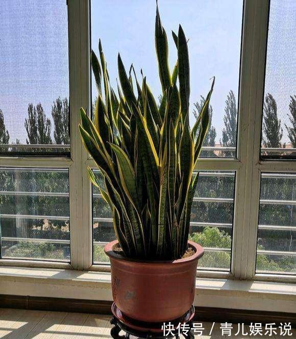 扦插虎皮兰要谨慎，生出一窝“老祖先”，一点也不好看