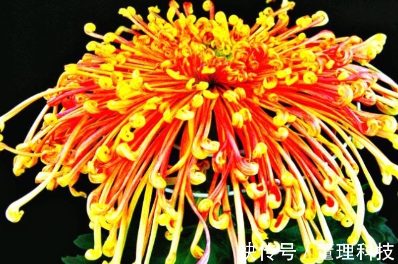 喜欢菊花,不如养盆“菊之珍品”,花色艳丽,高贵优雅!