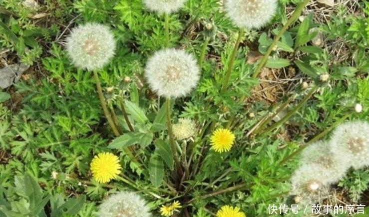 天天|蒲公英泡水,一次放多少合适?能天天泡水喝吗?早看早受益