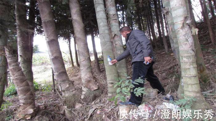 竹子|世界最大竹子，砍断能当水桶，竹笋和成年人一样大，就在中国