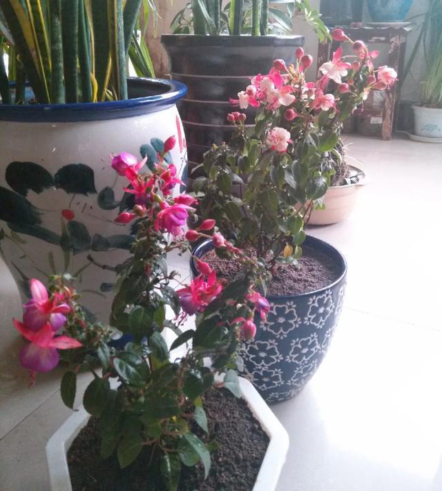 雨水|10种不能淋雨的花,淋完雨就死,盆栽养花注意事项