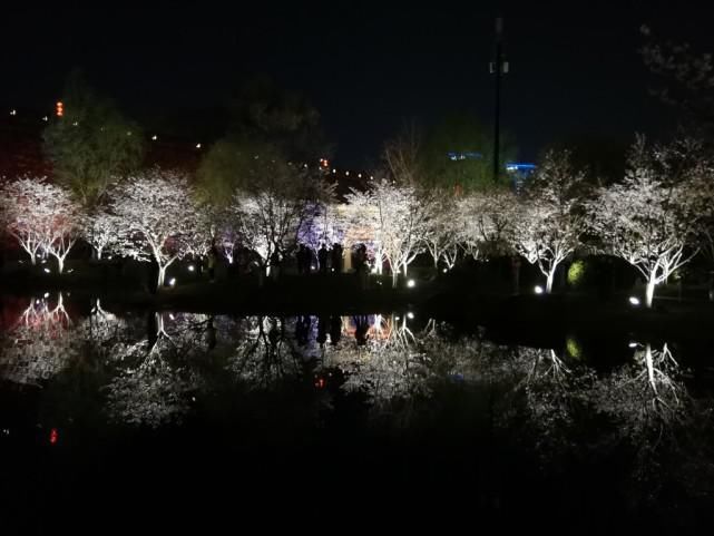 玄武湖樱花绽放的夜景美不胜收