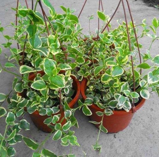 这3种花卉适合爱干净的人养,除臭又杀菌,家庭卫生清洁好帮手!