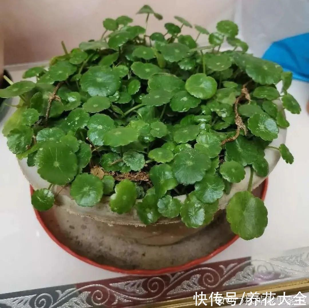 花苞|3种花，开花就会死，长花苞就赶紧剪掉