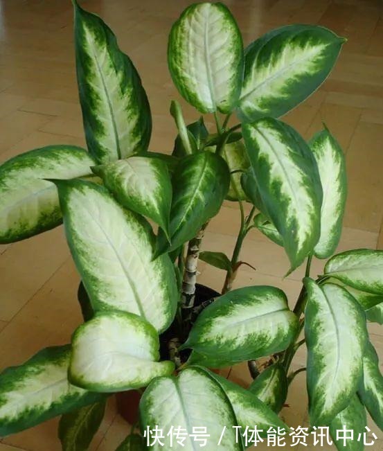 在弱光的室内就能生长旺盛的7种植物,没光照也能养好花!