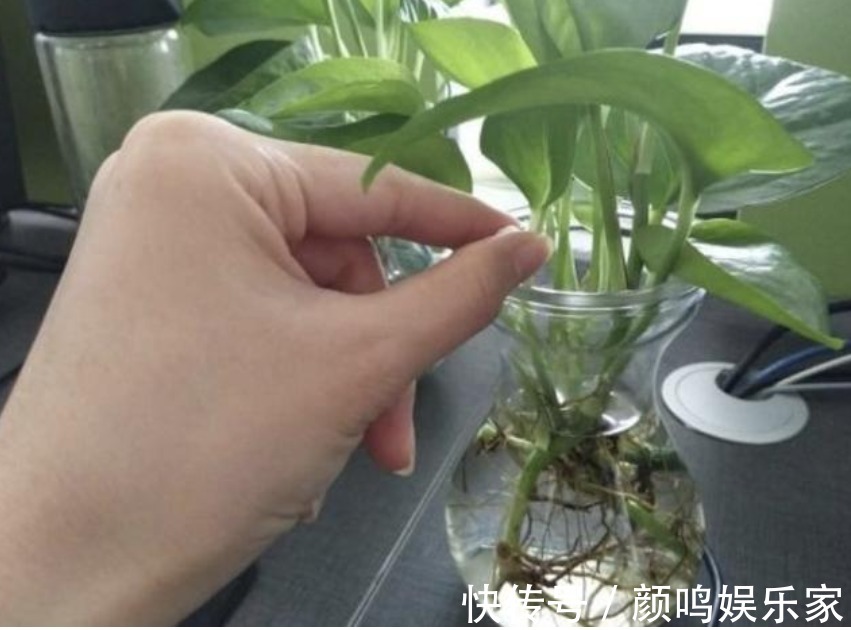 5种“生根水”,家家都有,不花1分钱,扦插花卉“7天”生白根