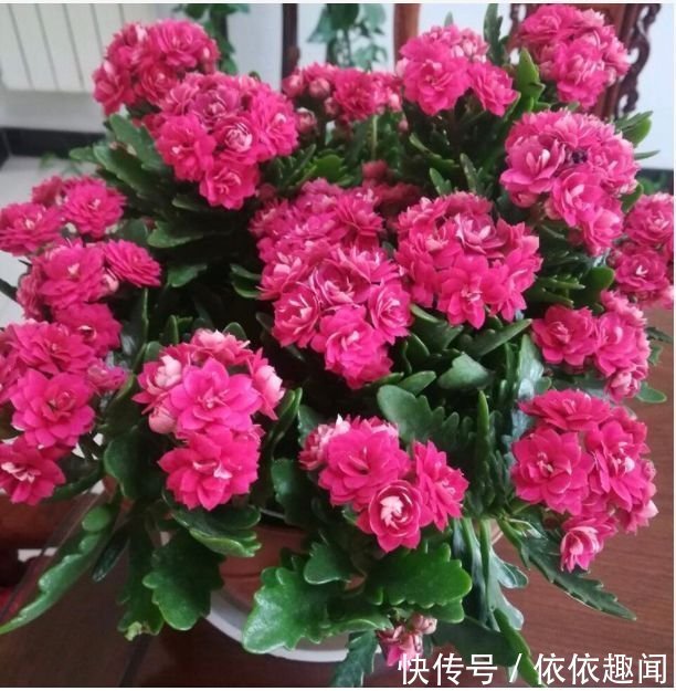 春天养花，不妨养这四款花，耐热耐晒更耐旱，浇水就疯长