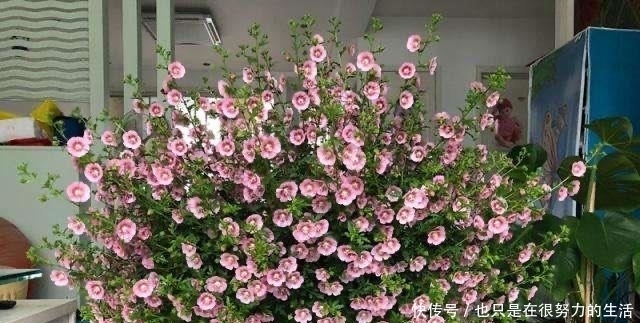 长成|小木槿养成“棒棒糖”,有一步不可少,只需一年长成小树长满花苞