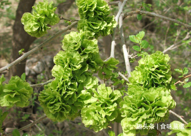 马齿苋|此8种野菜不用花钱买，来认识一下，营养高味道好，错过等明年了