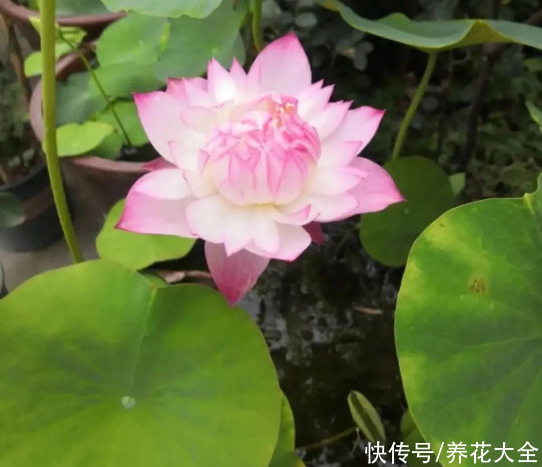 晒不死、热不死的花，越晒花越多，越热长越快