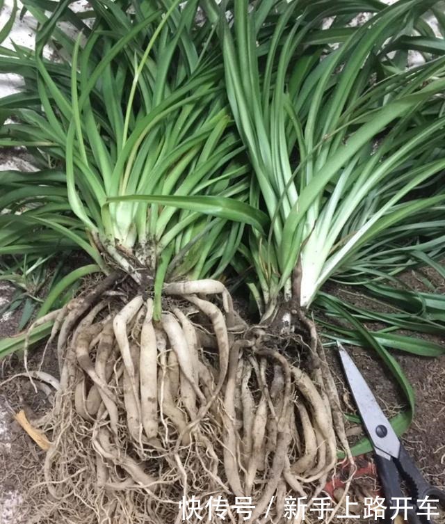 8种花换盆,换好了生一堆,换错立马死!8种花换盆,换好了生一堆,换错立马死!