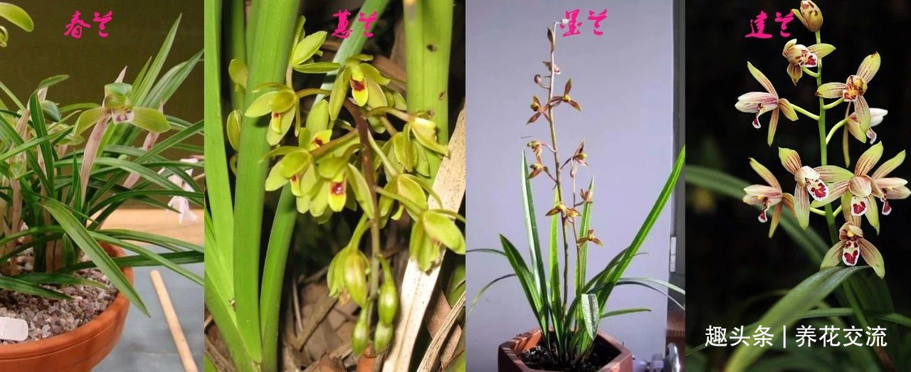 兰花五大家，春兰、蕙兰、建兰、墨兰和寒兰咋养，养护指南看这里