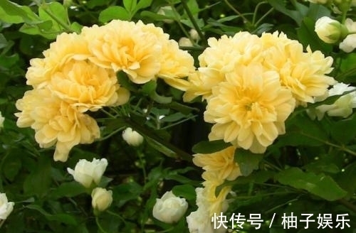木香花|院子再小,也要养棵它,2年长一片,开花特别美,左邻右舍都说香