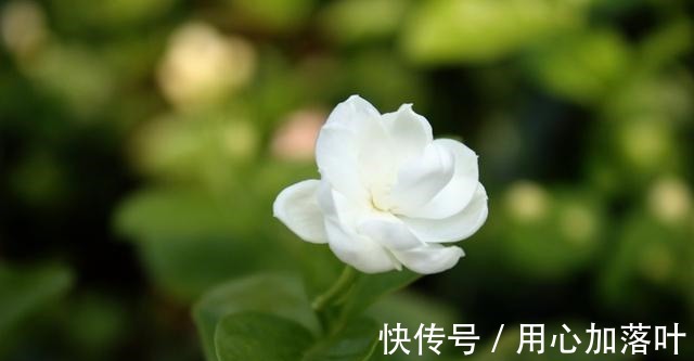 顶端|茉莉花八月容易“饿”,“喂养”做到位,花大香味浓!