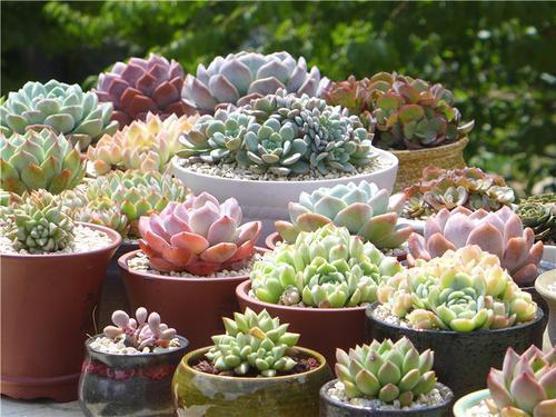 多肉为何要晒满八小时知道利弊后,才明白其中道理