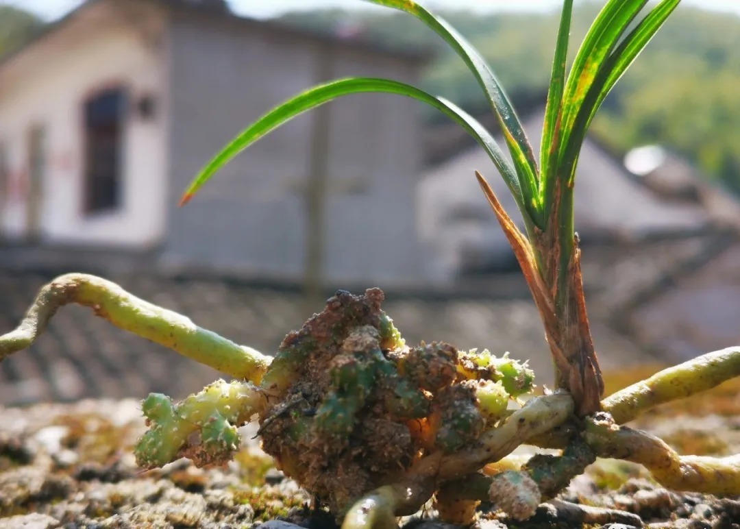 磷酸二氢钾|这样的兰花,无论怎么施肥都不开花,磷酸二氢钾也不行
