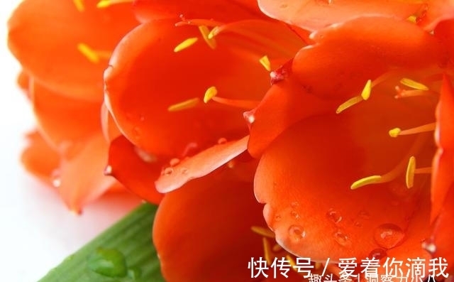 开花|君子兰开花不积极,勤做“三动作”,撒欢长不夹箭,绽放层叠群兰