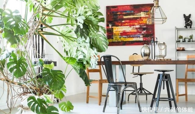 适合客厅养的三种花,寿命长寓意好,养护很简单!