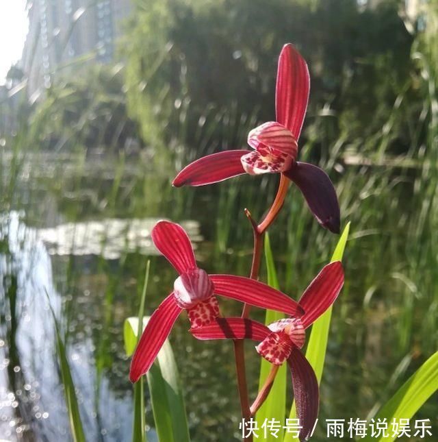 老前辈养兰花,土里加1料,兰根壮,夏不腐,兰叶呼呼长,绿油油