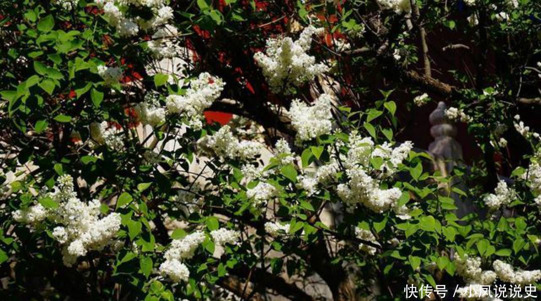 岑参两首不可不读的经典,每一首都很孤独,写出了繁华过后的落寞