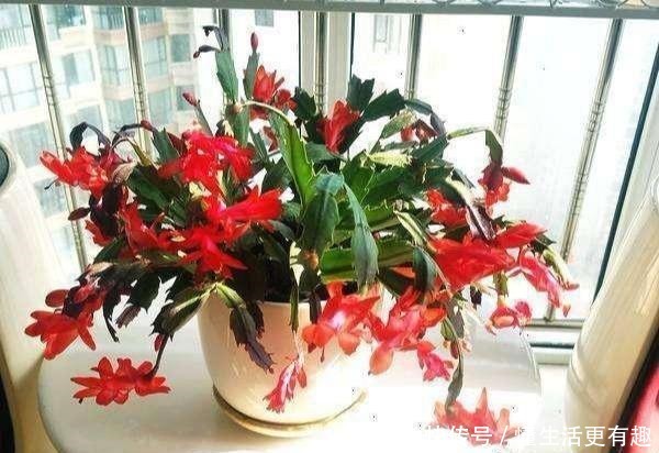 蟹爪兰长满大花苞可不是好事,缺了这一步,一朵也开不了!