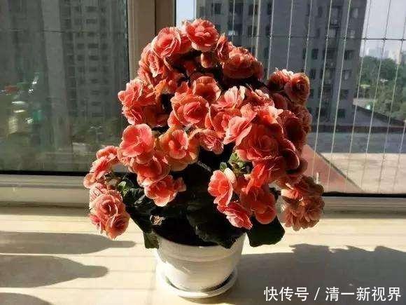 花儿|养丽格海棠，这4个“养护细节”别忽略，花苞多，一年四季开花！