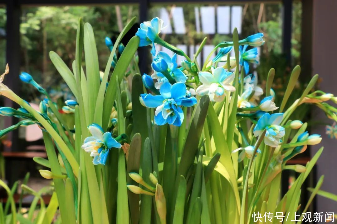 崇明|赏花正当时！花博南园姹紫嫣红，花色纷呈