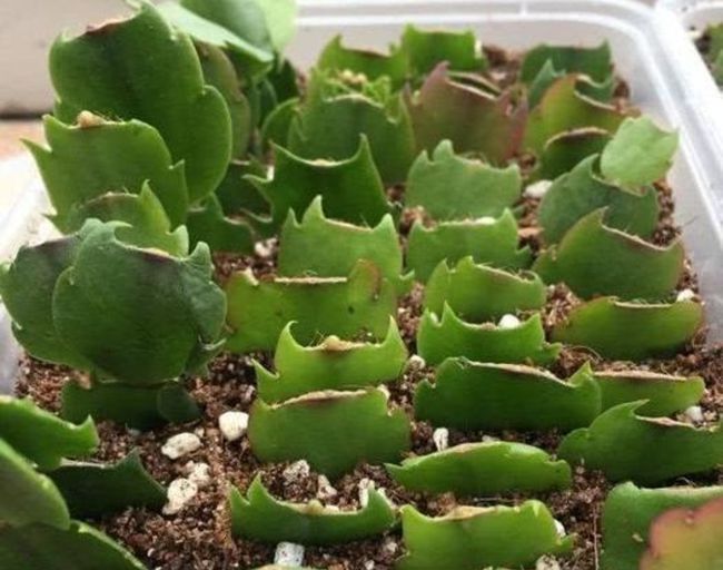 4种花真“好养”,扦插成活率超高的,对待新手很友好