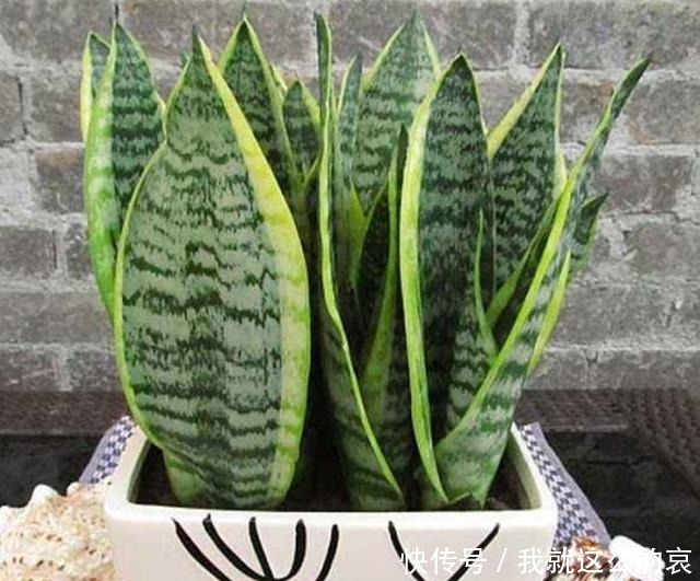 家里养8种花,要少晒太阳,没有阳光也能长势旺盛!