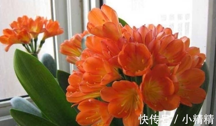 最适合新手养的花,沾土就能活,漂亮好养,还能散发清香