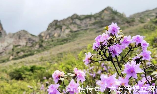 杜鹃花|青海夏季的山坡是这么的美丽，杜鹃花是最好的花