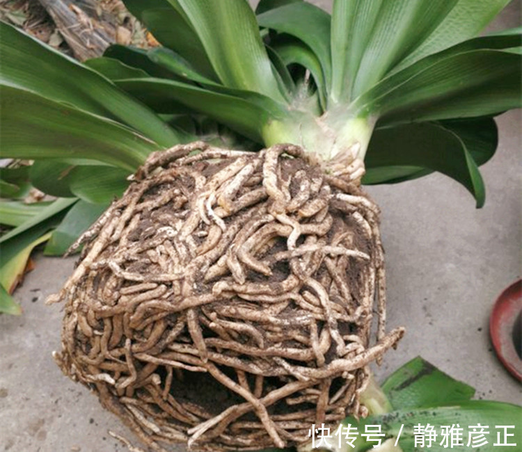 叶纹|君子兰长得好不好，不在于开不开花，而在于这三个地方