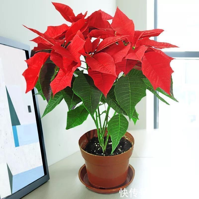 4种有害的花不能放客厅,家有老人小孩要注意,赶紧清理掉