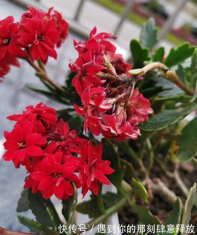 长寿花生虫没关系,3招就解决,啥虫都消灭,效果杠杠的