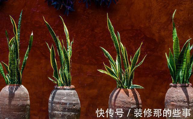 橡皮树|天越来越热,以下绿植却没有休眠,多浇水多施肥,反而生长快