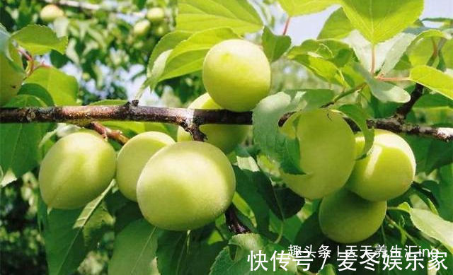 维生素c|夏季不想大肚腩,坚持吃4种食物,排毒燃脂,清理肠胃,早吃早好