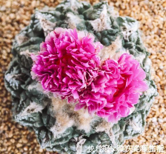 银冠玉|这种多肉很昂贵,50天不浇水,浇一次抗3个月,比仙人球好养