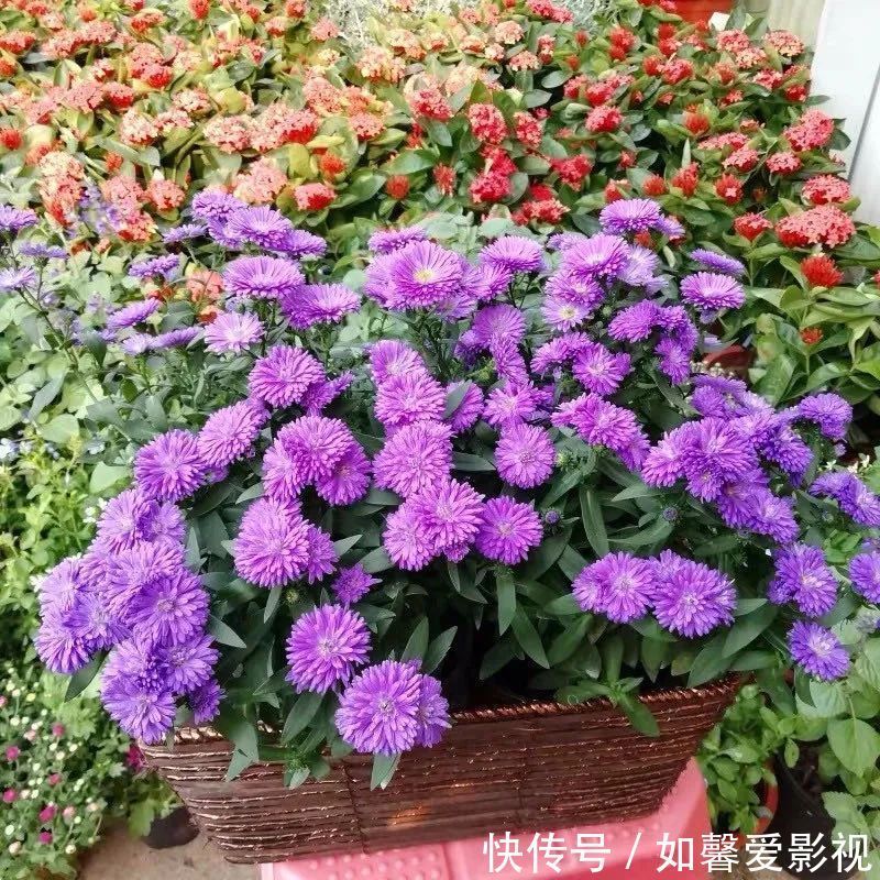 花期|3种花越养越喜欢,比牡丹花还漂亮,花期长,养护简单,还可做盆景