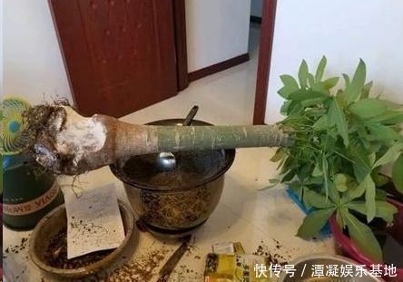 虎皮兰|养这10种花，再喜欢也别多浇水，少浇水，不管它，反而花更多