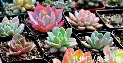 爆盆|家里养多肉，掌握几个要点，肉嘟嘟真好看，新手也能养爆盆