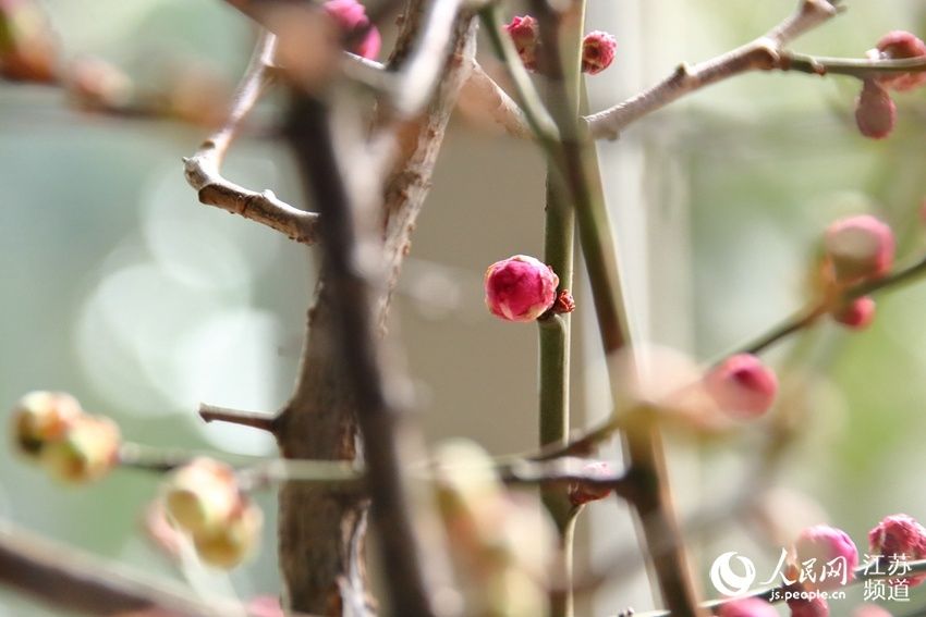 无锡梅村：再看梅花俏枝头