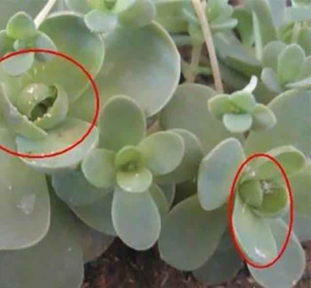 花盆里有蚧壳虫喷一喷,埋点药,蚧壳虫一网打尽