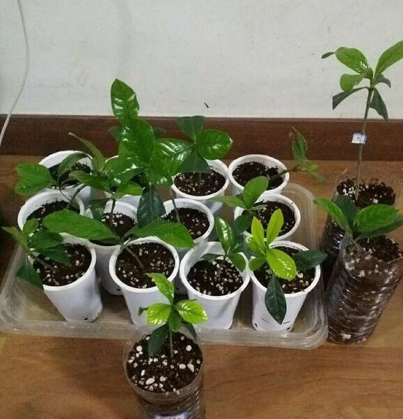 常容易|这4种盆栽,简单漂亮好养活,新手也可从1棵养到10棵,阳台放不下